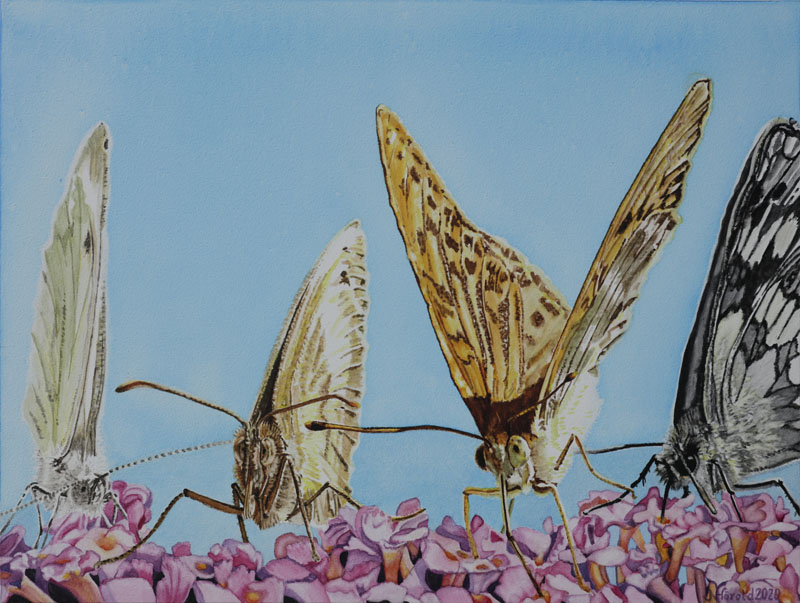 Butterflies, Nicole Hörold