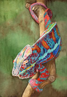 Chameleon, Nicole Hörold