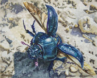 Dung Beetle, Nicole Hörold