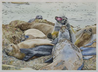 Elephant Seals, Nicole Hörold