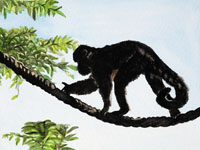 Monkey on a rope, Nicole Hörold