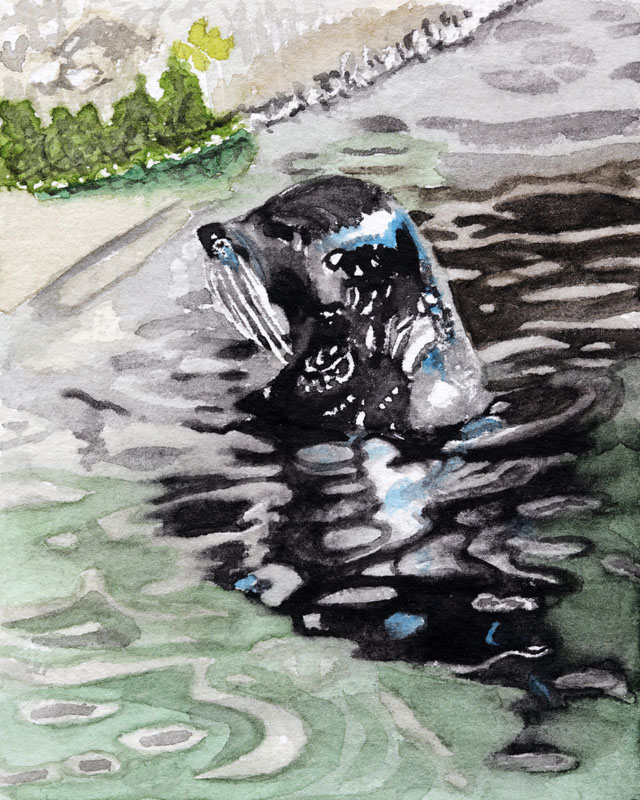 Seal in the water, Nicole Hörold