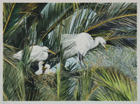 Snowy Egrets, Nicole Hörold